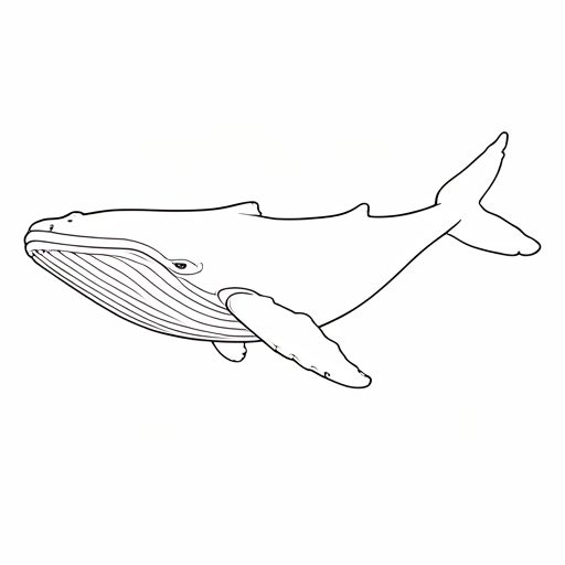 Printable outline of Humpback Whale